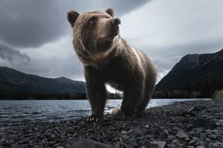 Grizzly Bear, Chilko Lake, British Columbia, Canada“A curious grizzly bear takes stock of its surroundings as it scours the shoreline for dead salmon and an easy meal”