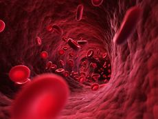 An illustration of red blood cells in the human body.