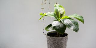 Banana plant in small ceramic pot