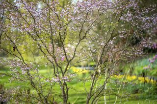 spring Amelanchier flowers in an English country garden