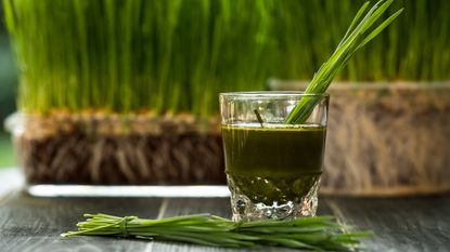 Wheatgrass for green smoothie