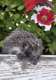A Hedgehog In The Garden