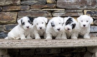 Sealyham terrier puppies