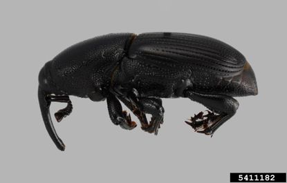 Agave Snout Weevil