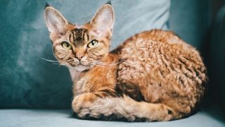 Devon rex