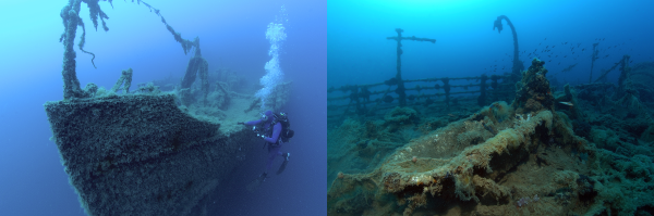 Photos of the Po, a sunken WWII hospital ship that has been colonized by a range of marine animals and plants.