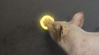 A pig noses at a human-controlled light on a touch-interactive display in the game Pig Chase.