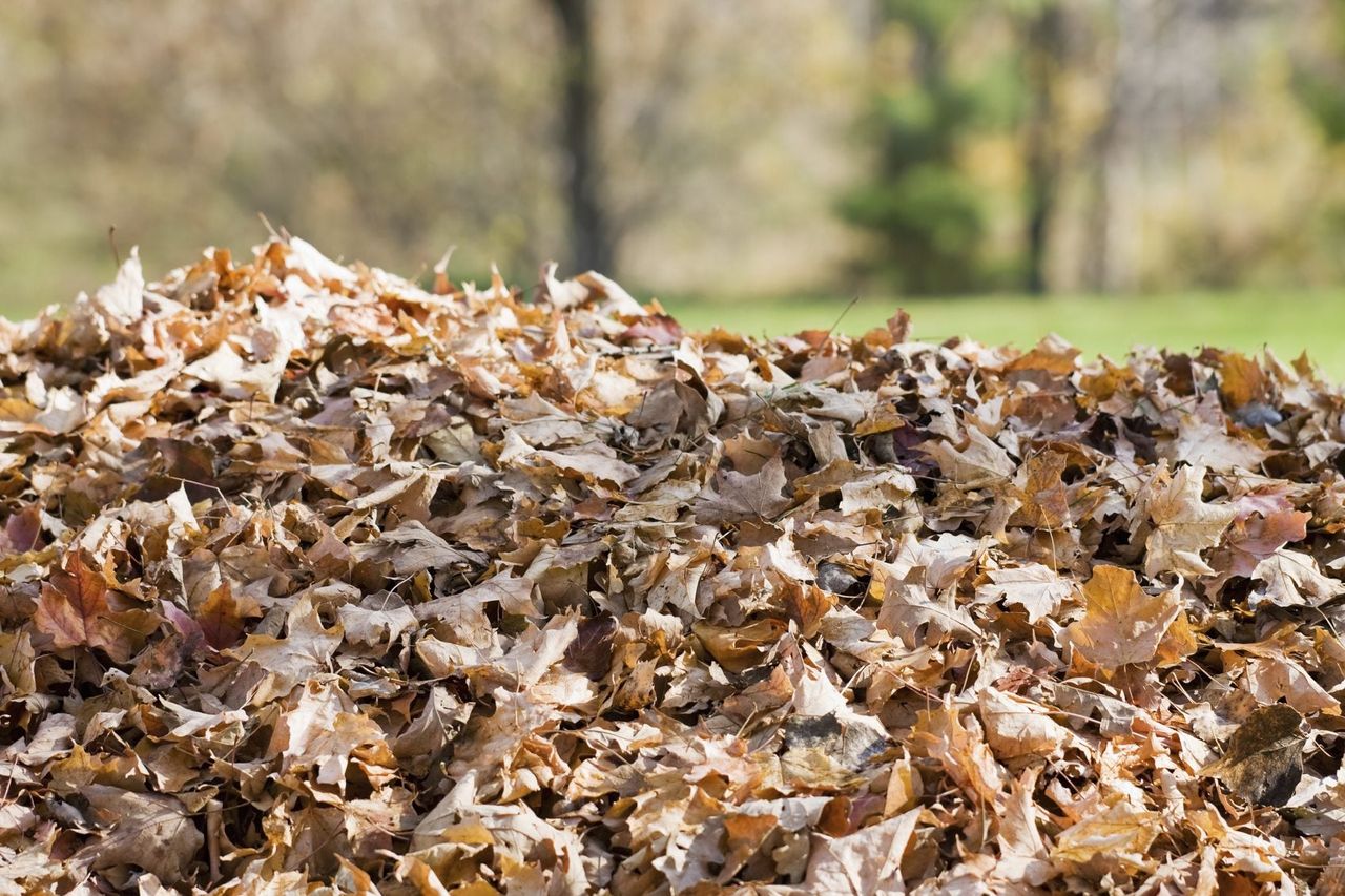 potato leaf pile