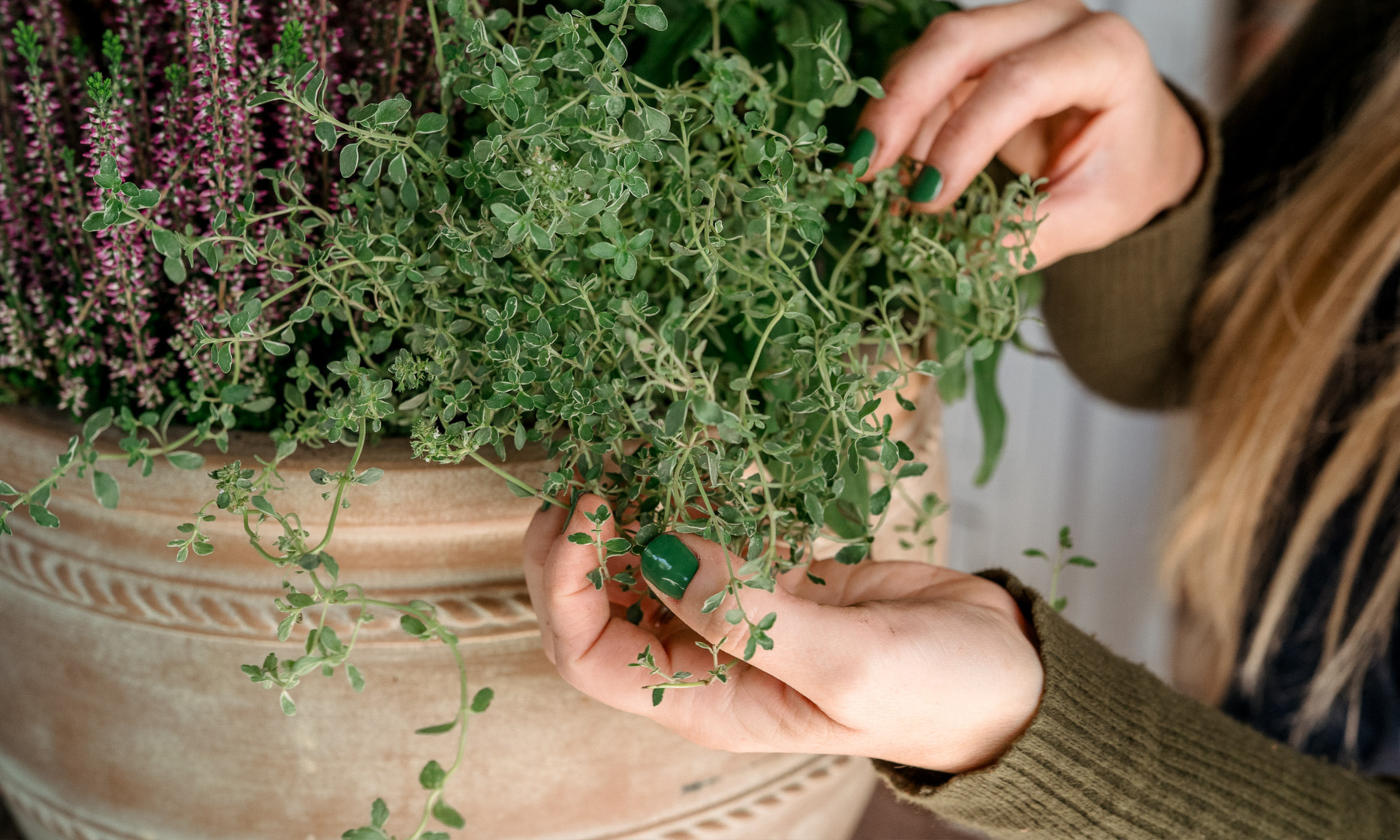 Hands touching thyme potted into a terracotta pot