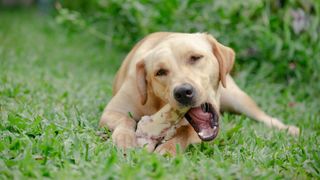 Yellow Labrador laid on a lawn chewing a bone