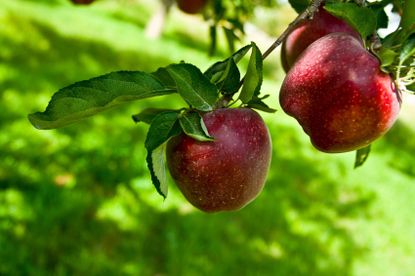 Dark Red Apples on Apple Tree Branch