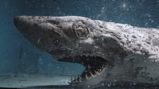 The zombie-like mummified shark which was discovered in the abandoned aquarium.