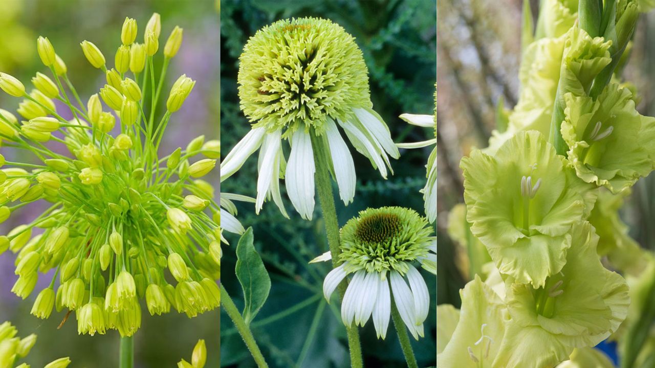 composite for lime green plants 