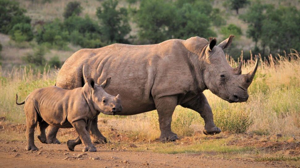 An image of two white rhinos: a mother and calf