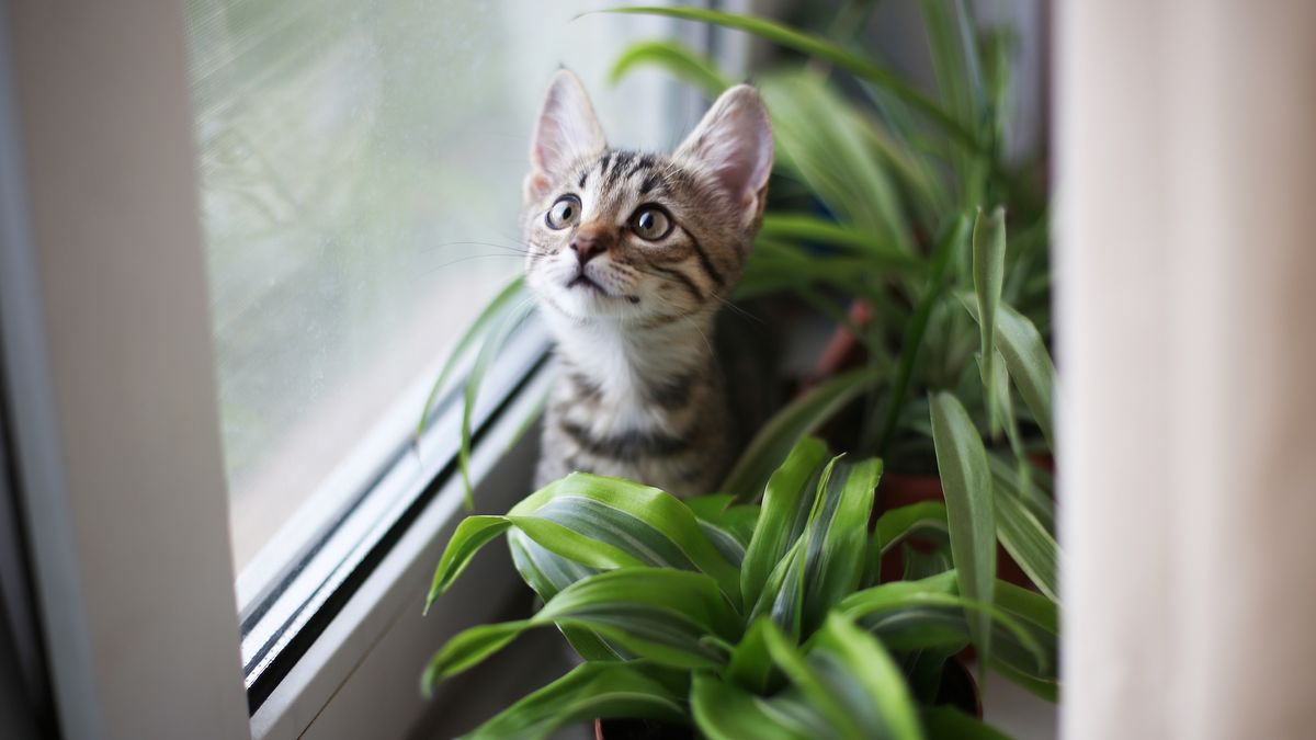 7 best pet-safe indoor house plants