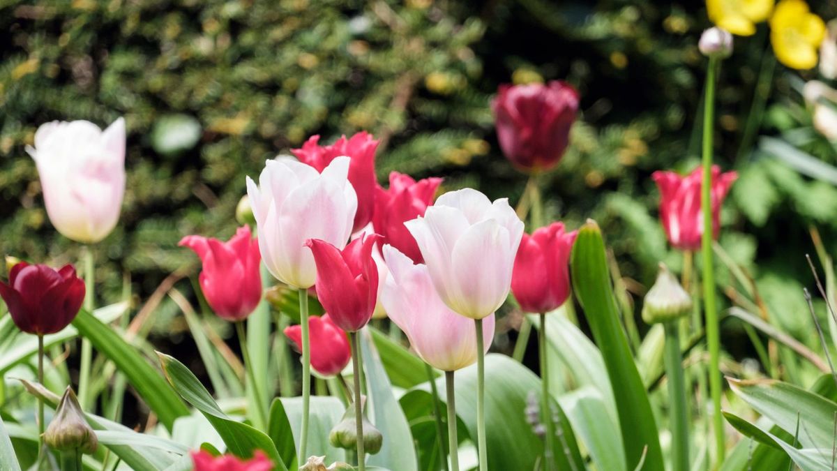 When to plant tulips – for flawless flora in the spring