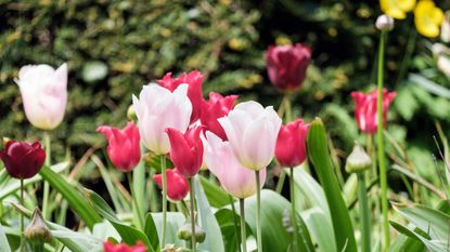 Light and dark pink tulips on green stems