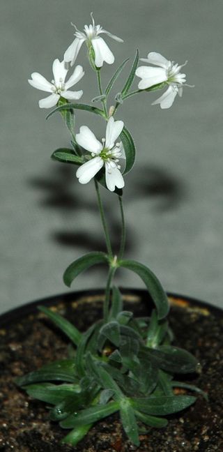 One of the plants regenerated from Pleistocene Age fruit tissue.