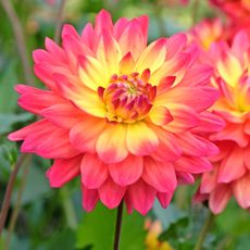 dahlia Rainbow Silence plants in full bloom