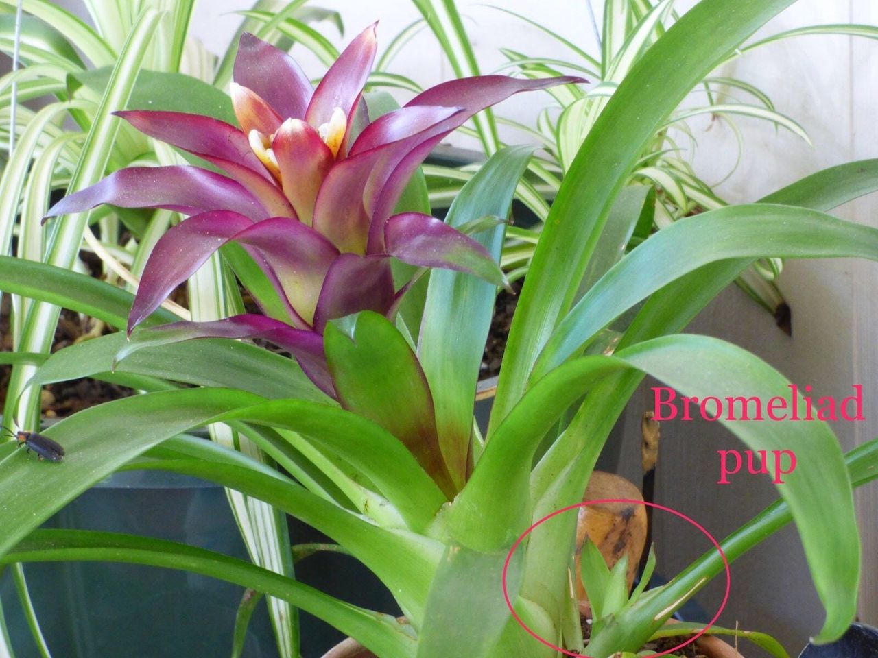 bromeliad pup