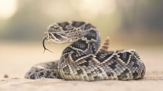 Diamondback rattlesnake