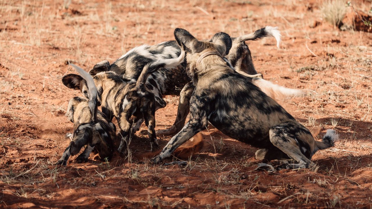 African wild dogs at Tswalu Kalahari