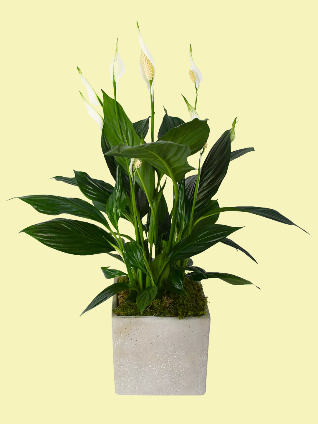 A peace lily plant in a concrete pot fromFlowers &amp;amp; Plants Co