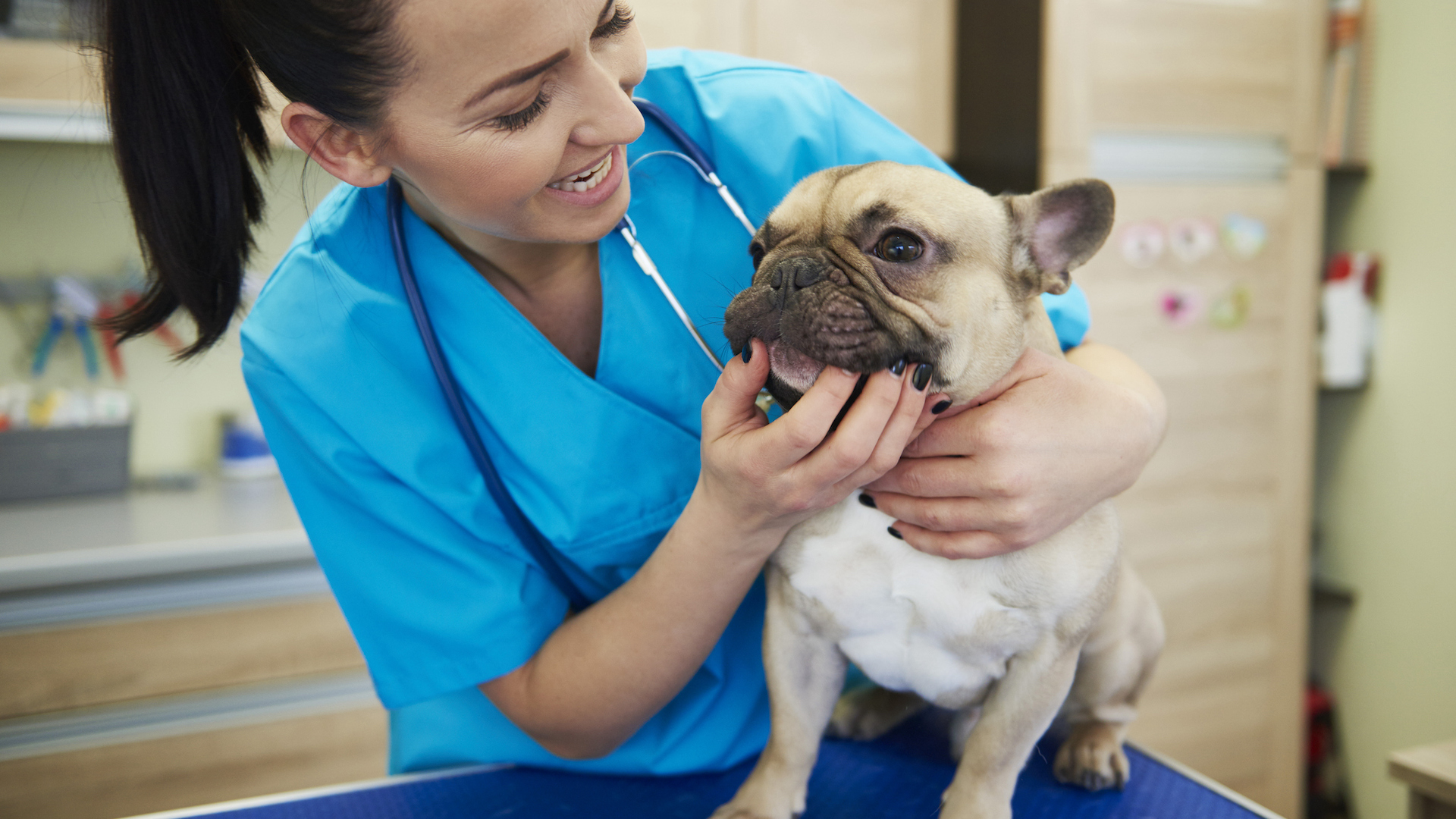 Pug at vet