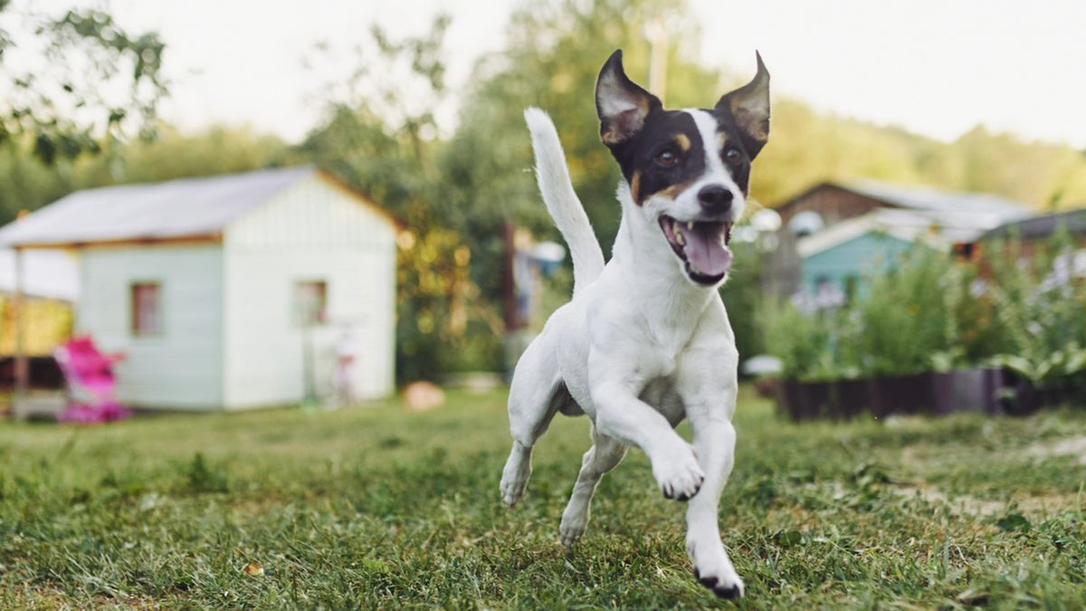 Jack Russell running in the garden