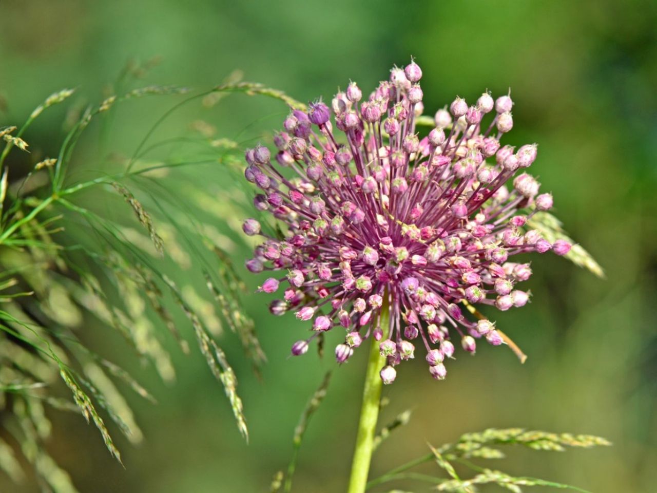 Pink Flowering Leeks