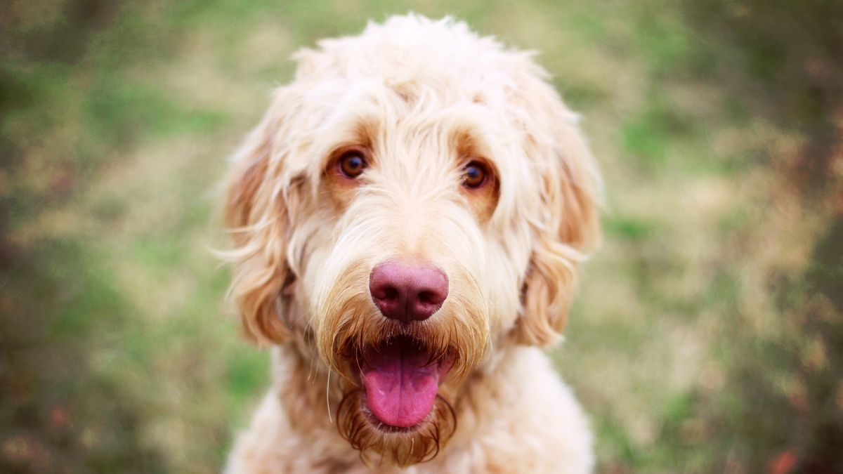 Goldendoodle: Close up of Goldendoodle looking at camera with tongue out