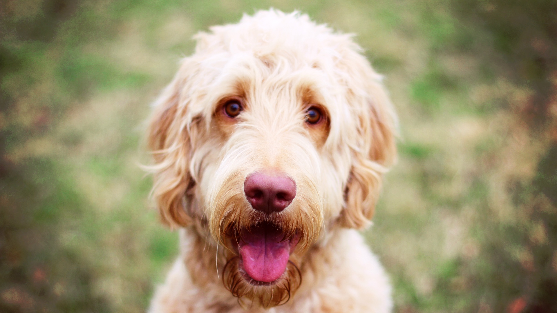 is goldendoodle a recognized breed