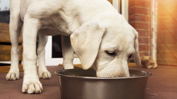 Best dog food for allergies Help to relieve skin problems