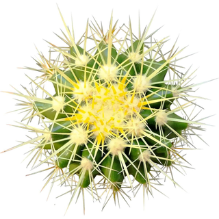 Golden Barrel Cactus from Amazon