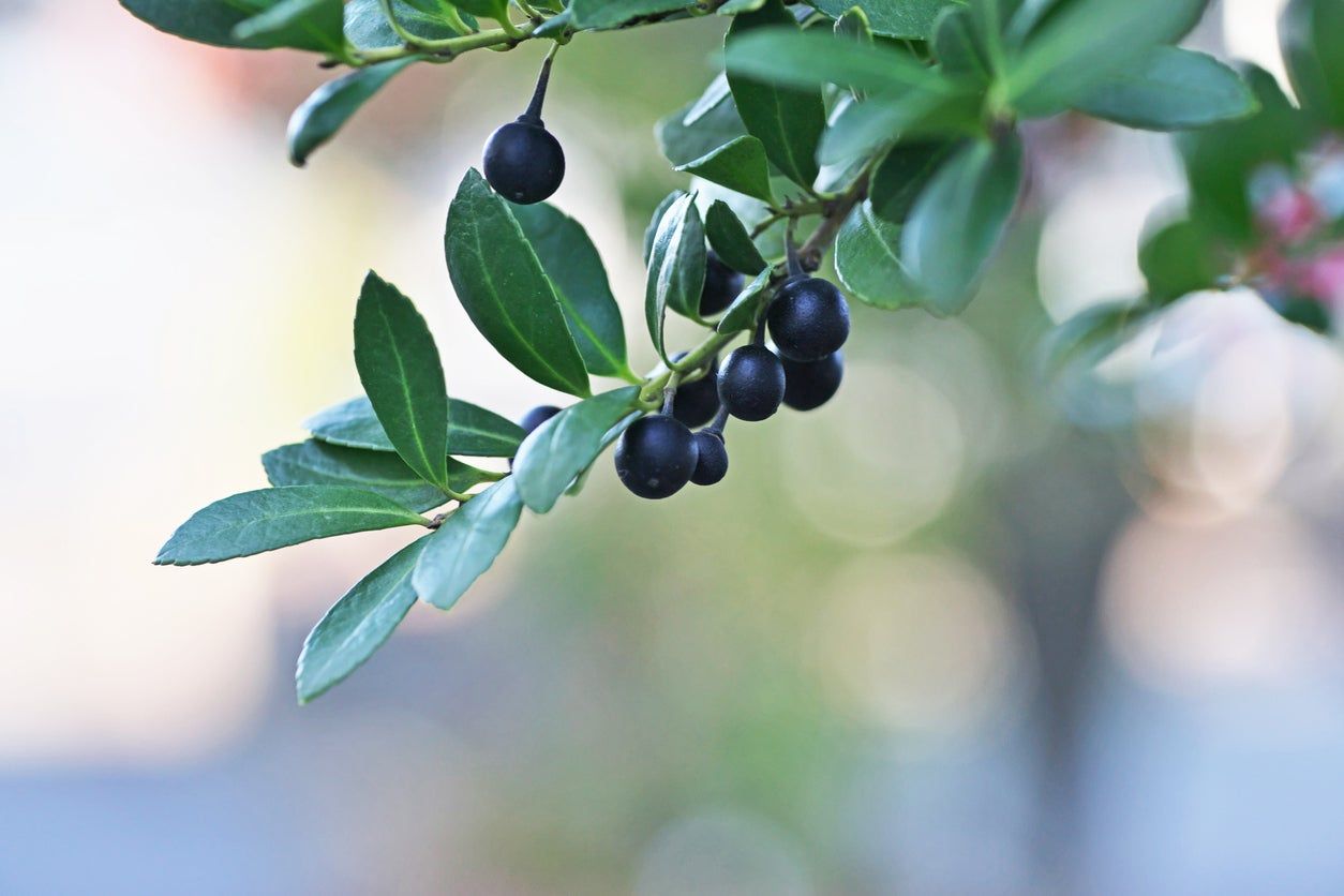 Japanese Holly Shrubs