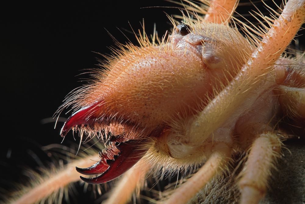 Galeodes arachnid close up.