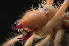Galeodes arachnid close up.