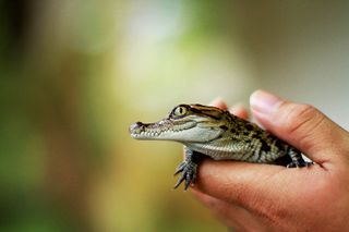 Baby Siamese crocodiles hatch in Laos.