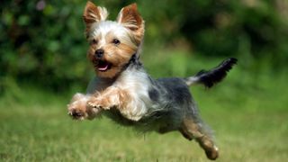 Toy breed Yorkshire Terrier leaping towards camera