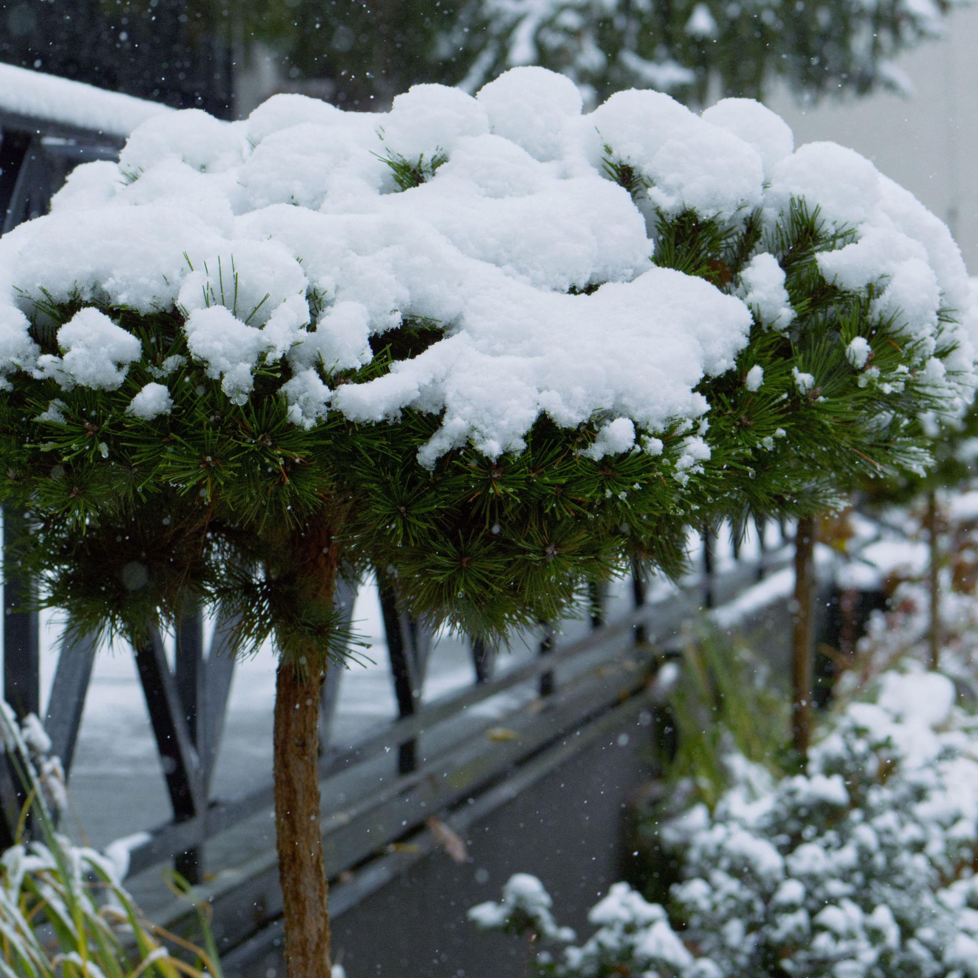 snowy garden plants in winter
