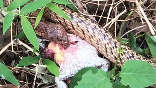 A Taiwanese kukri snake cut open the abdomen of a painted burrowing frog and extracted several organs, which it is biting and chewing. The observation took place in Hong Kong.