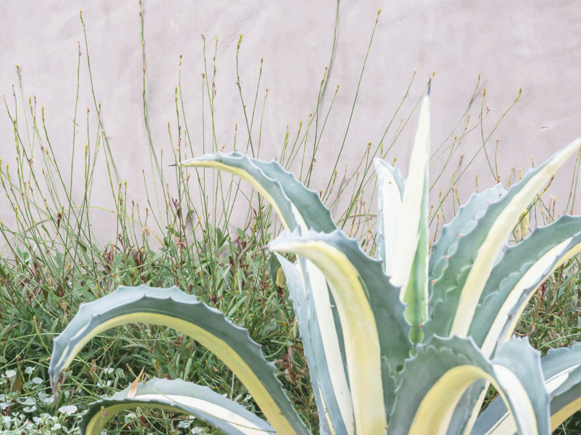 cacti in flowerbed