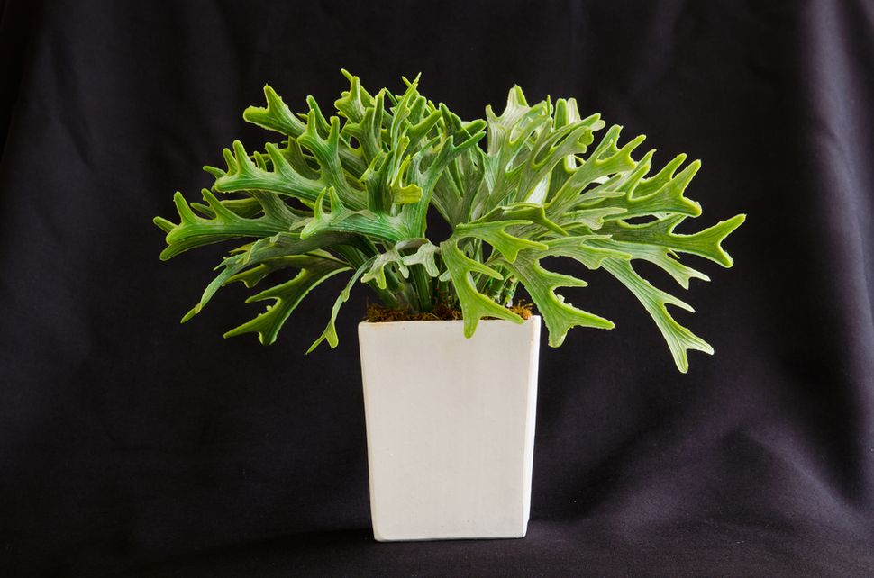 Do Indoor Plants Really Clean the Air? | Live Science
