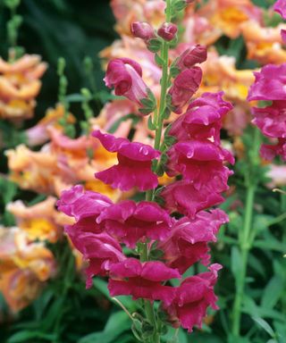 Liberty Mixed snapdragons grow to 2ft