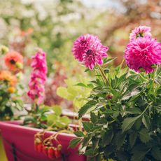 pink and orange dahlias in containers