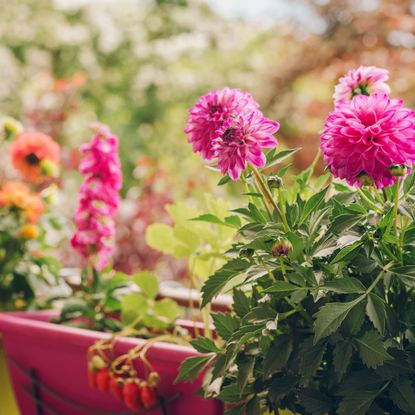 pink and orange dahlias in containers