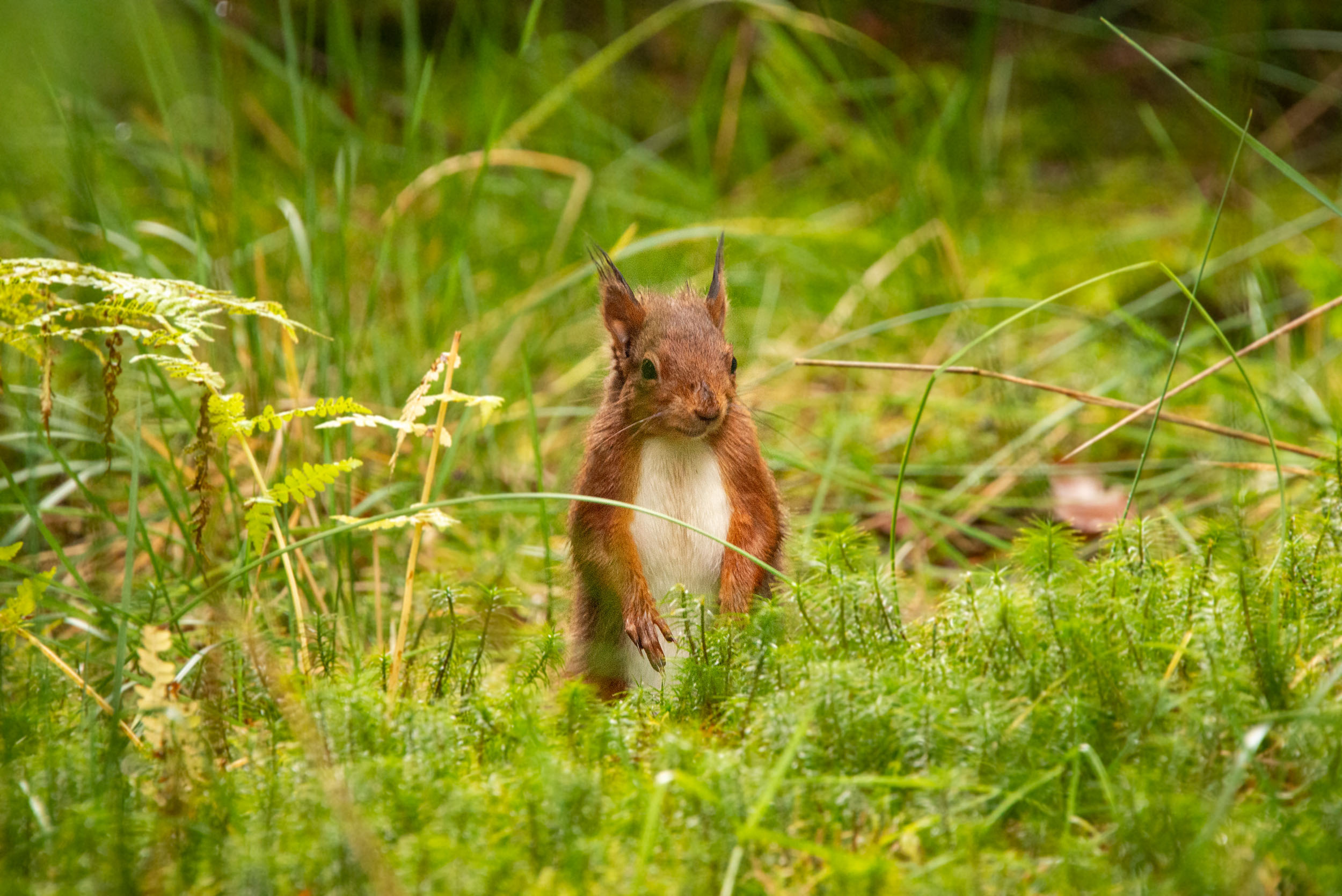 Red squirrel