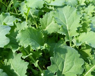 Dwarf Green Curled kale seeds from Chiltern Seeds