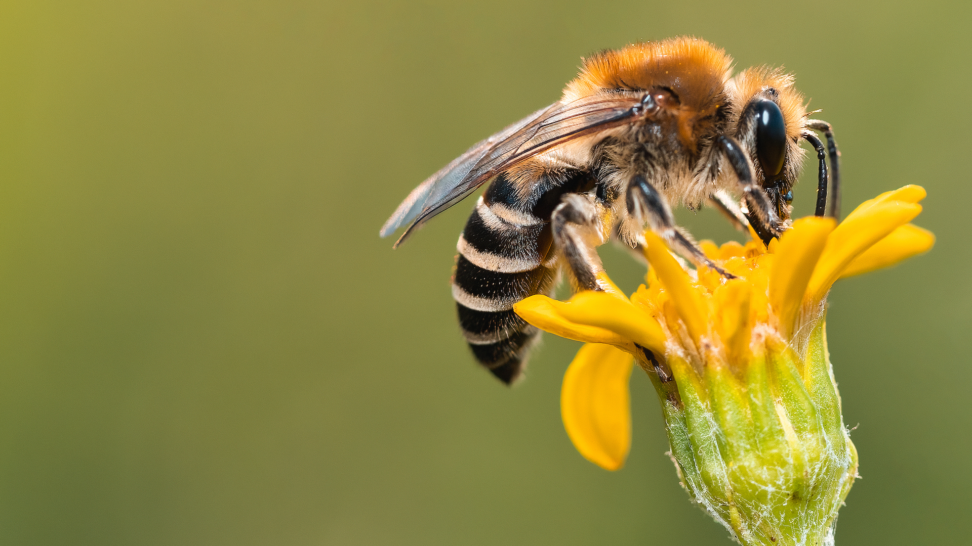 A close-up of a bee pollinating a yellow flower