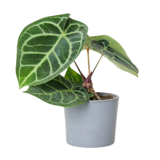 Anthurium Crystallinum from Amazon